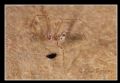 Spermophorides sp.